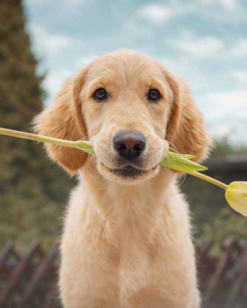 A dog cared for with PetBookIQ